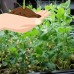 Sprouting Green Pea Seeds - 1 Lb - Non-GMO, Organic Sprout & Microgreens Shoots Seed - Grow Sprouts   565529128
